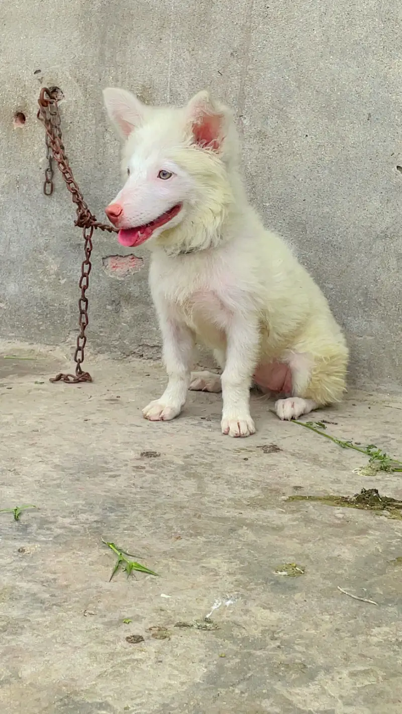 Russian Female Dog — photo 5
