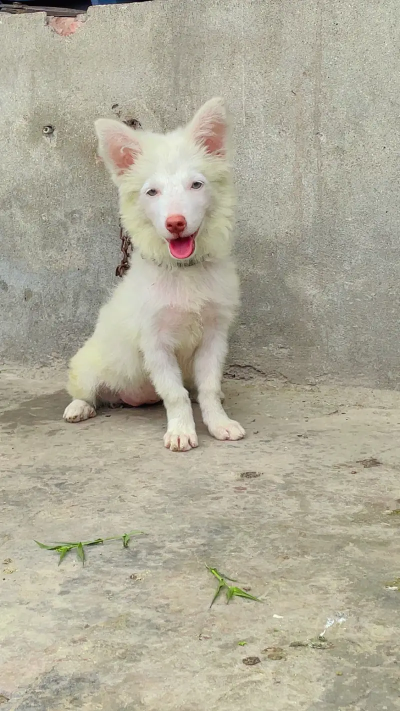 Russian Female Dog — photo 6