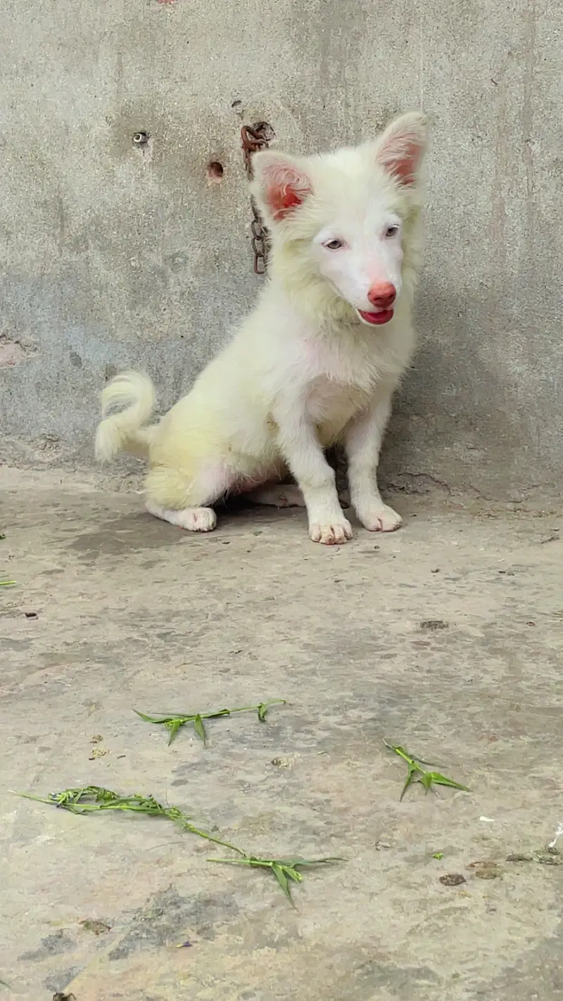 Russian Female Dog — photo 7
