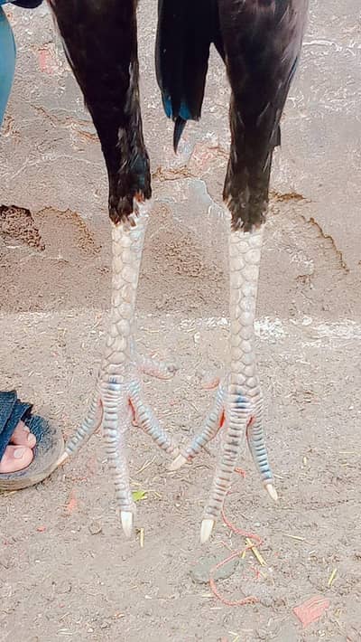 aseel Pakistani