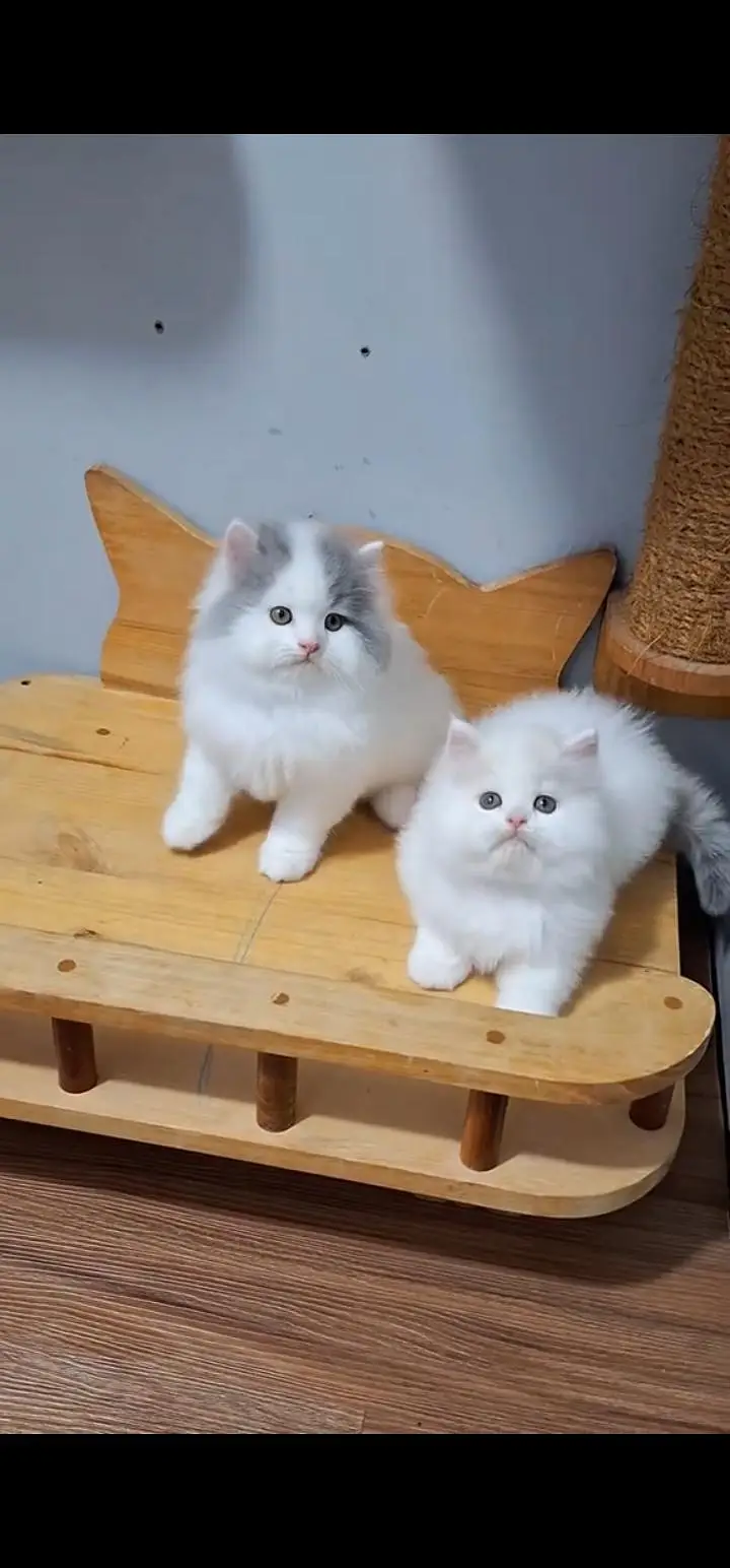Quality Persian Punch face cat & kittens 03495425573 WhatsApp — photo 3