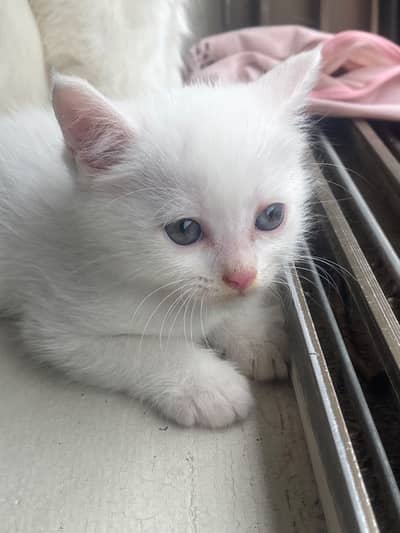Persian kittens