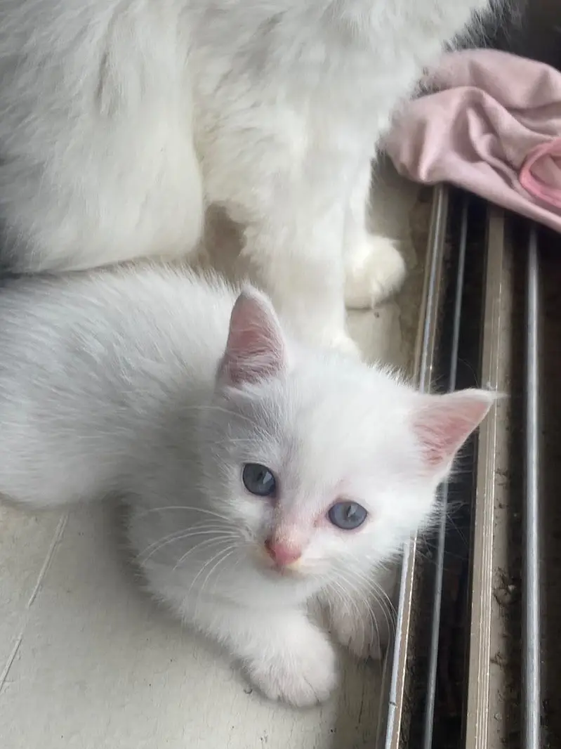 Persian kittens — photo 2