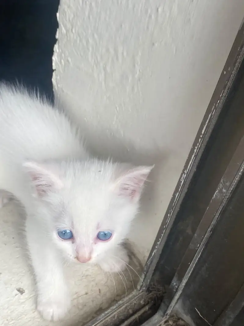 Persian kittens — photo 3
