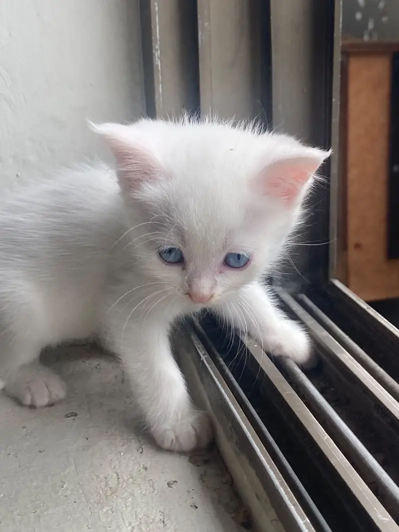 Persian kittens — photo 4