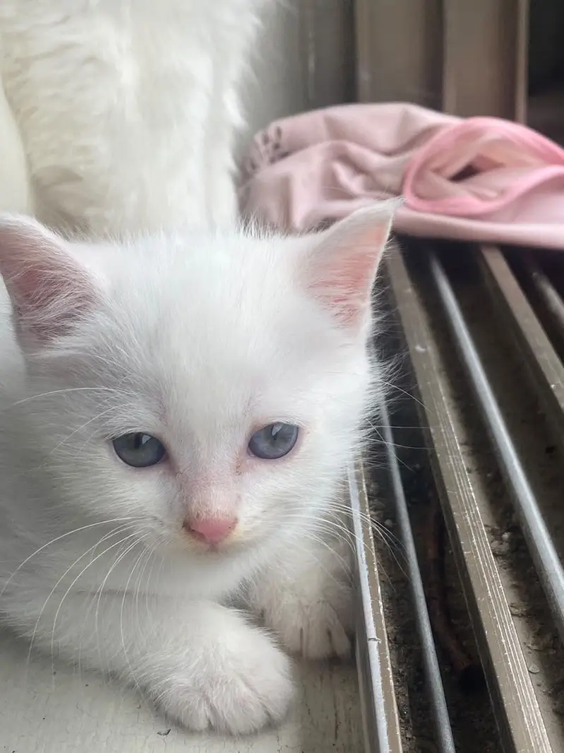 Persian kittens — photo 5
