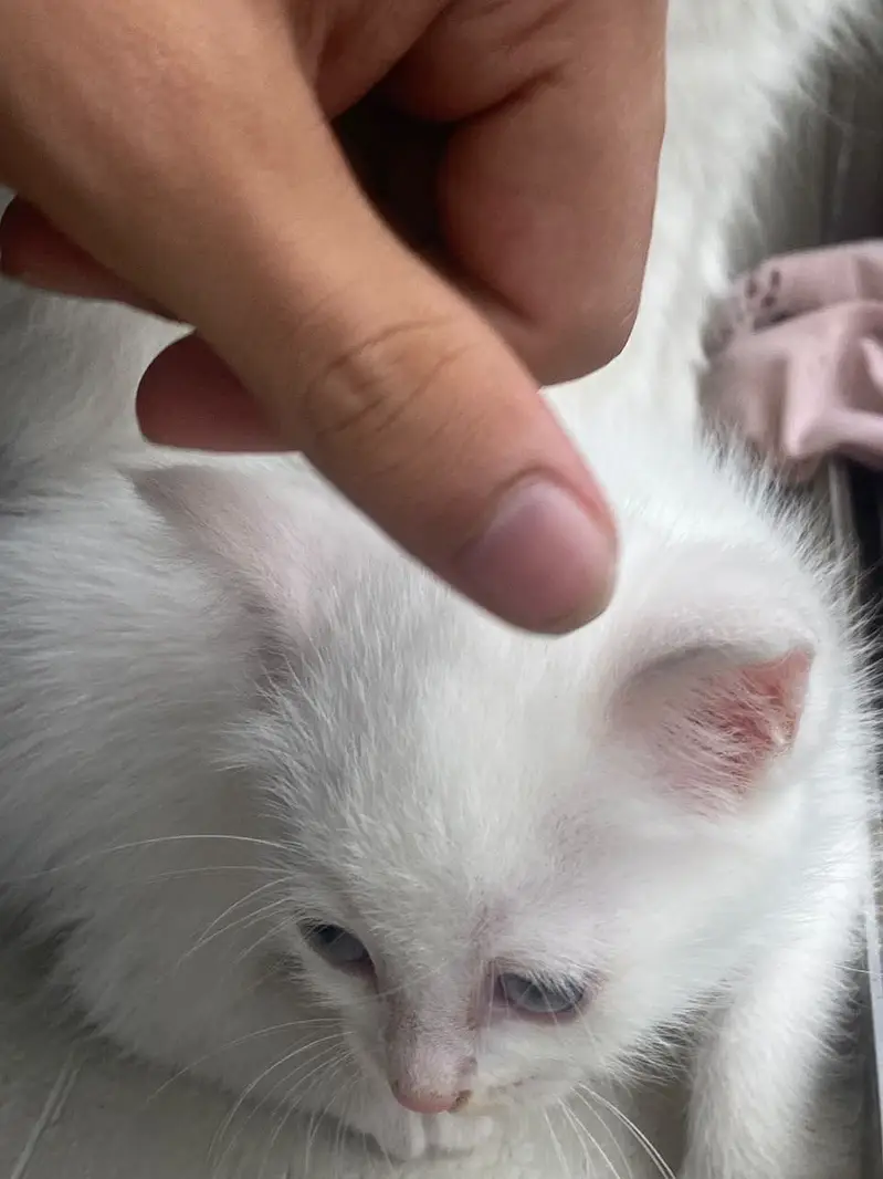 Persian kittens — photo 6