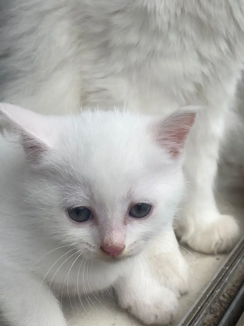 Persian kittens — photo 7