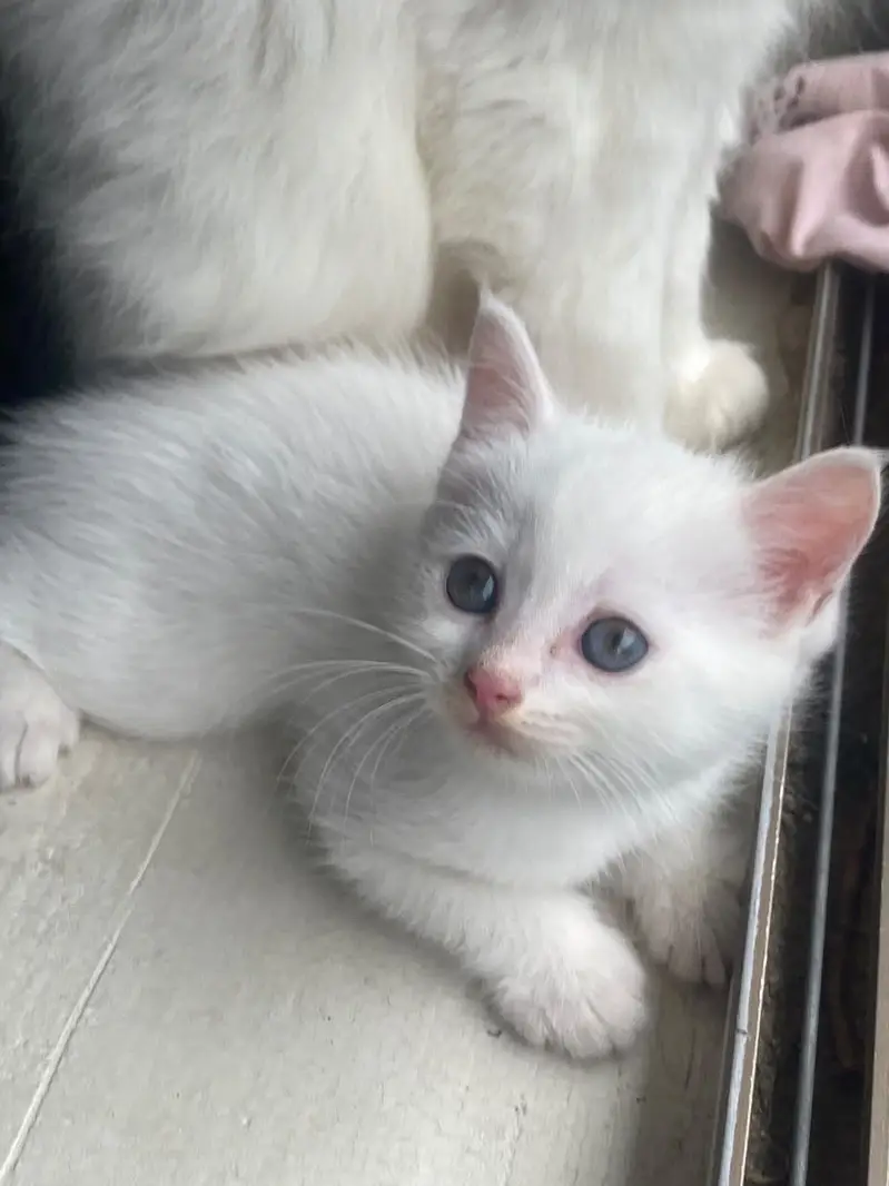 Persian kittens — photo 8
