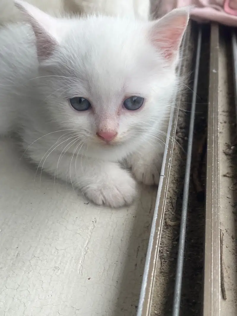 Persian kittens — photo 9