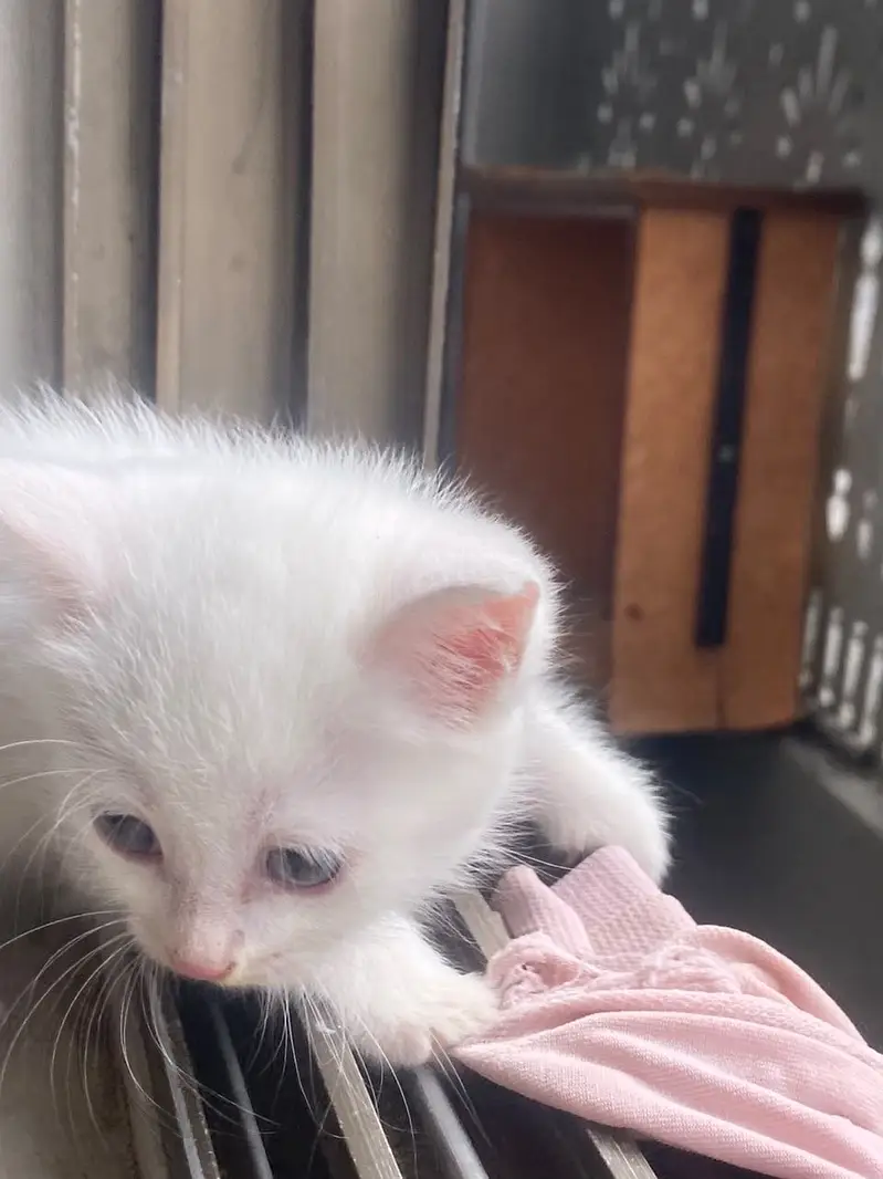 Persian kittens — photo 10