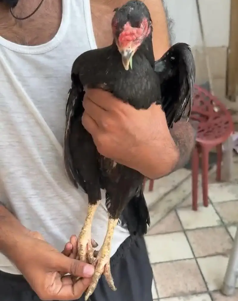 Aseel lassani female — photo 4