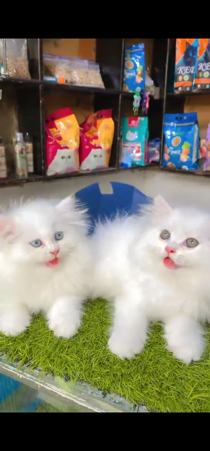 Quality Persian Punch face cat & kittens 03495425573 WhatsApp — photo 3