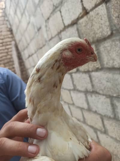Cheeni Madhi parrot beak. . .