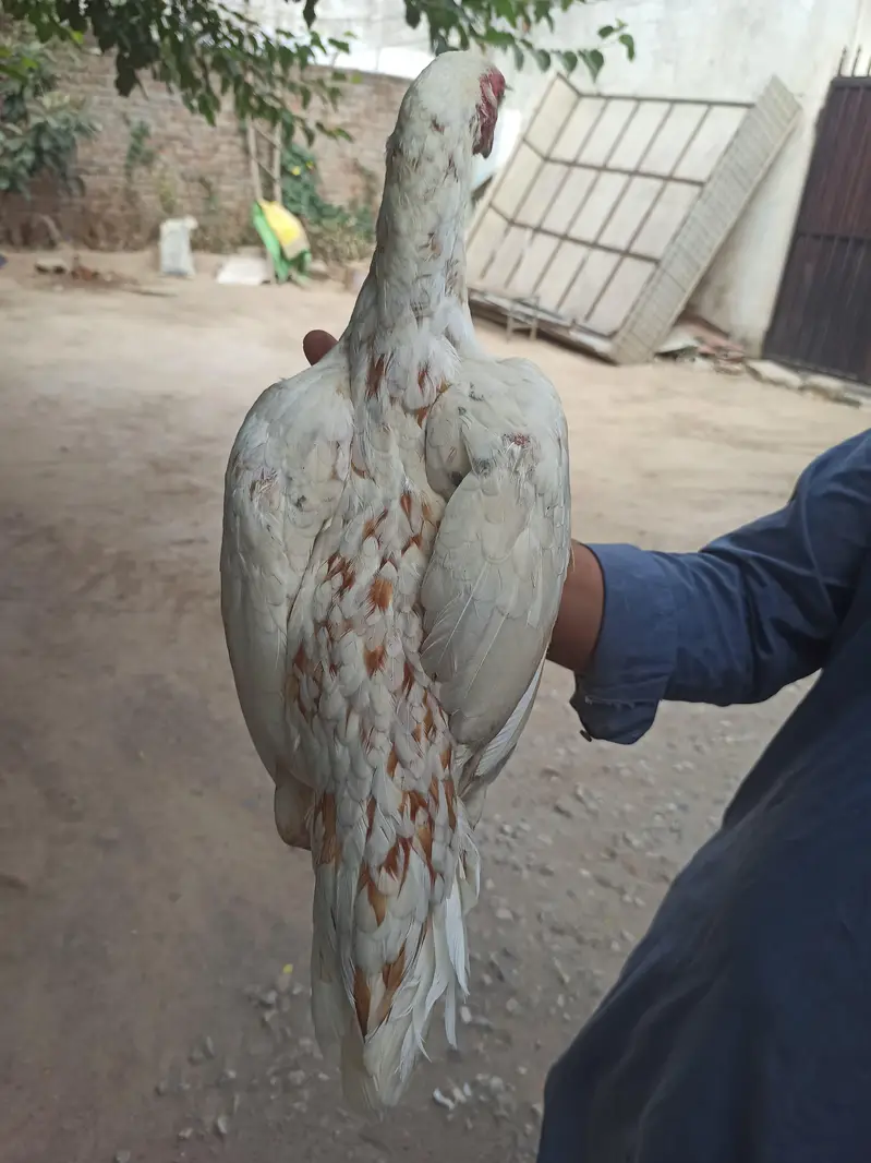 Cheeni Madhi parrot beak. . . — photo 2