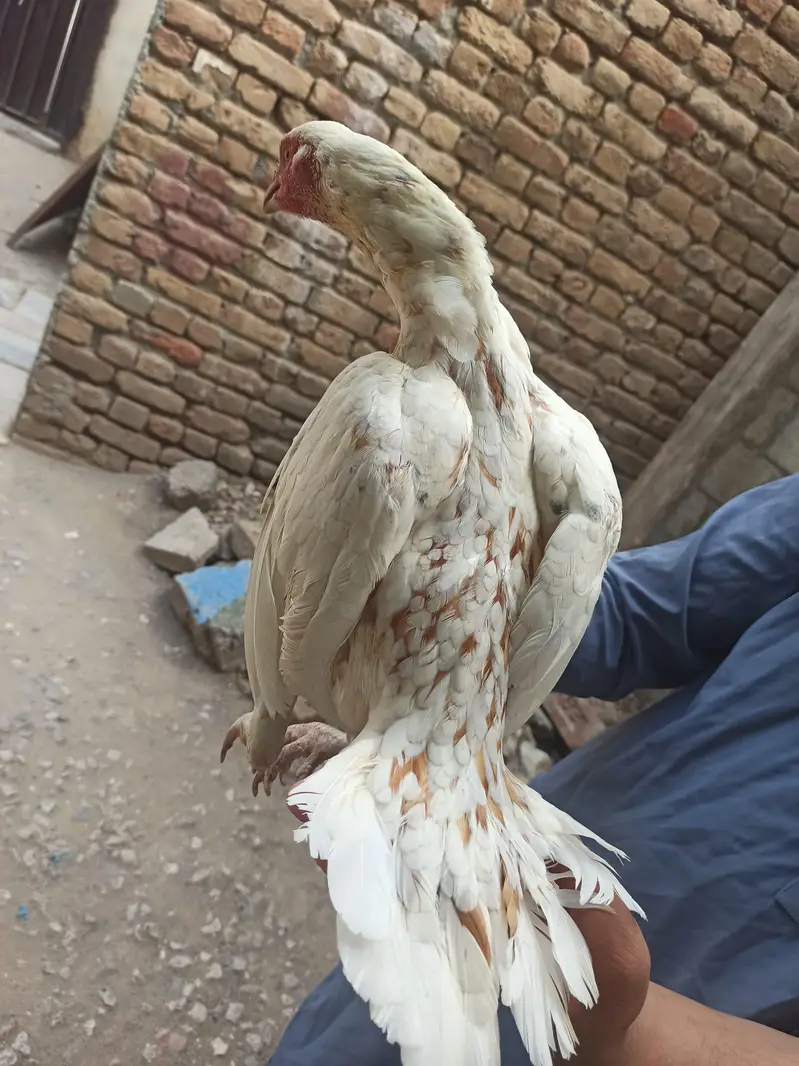 Cheeni Madhi parrot beak. . . — photo 3