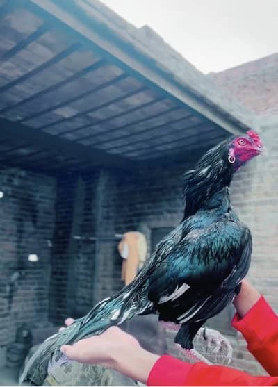 2 time win bird