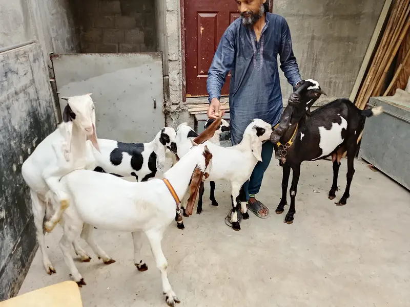 Goats  bakri family puri family bacchon samet goats family goats 