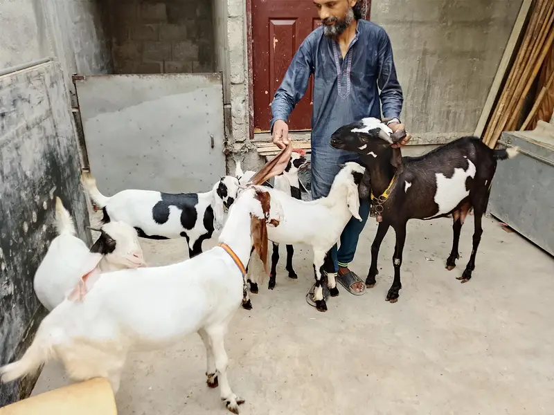 Goats  bakri family puri family bacchon samet goats family goats  — photo 2