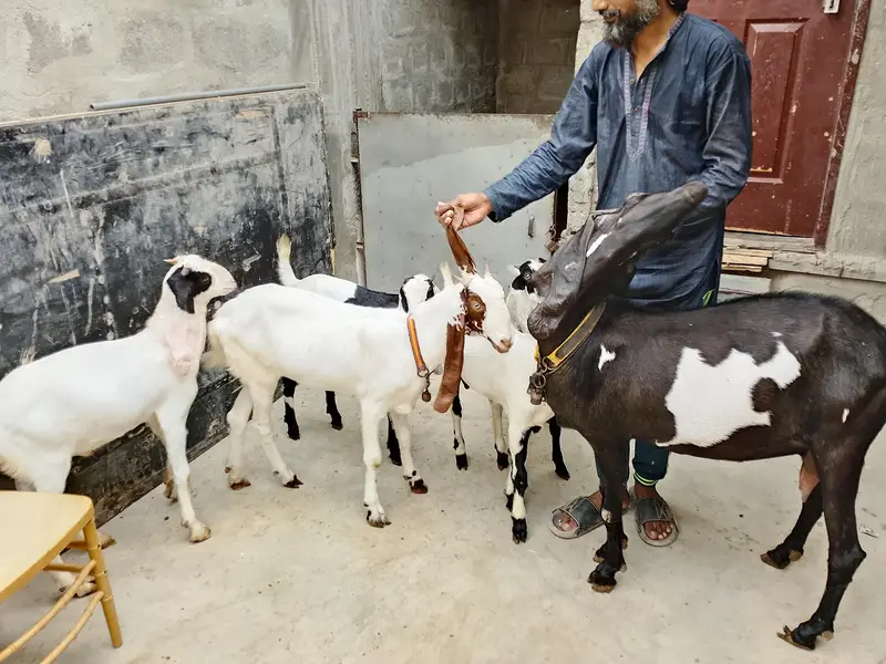 Goats  bakri family puri family bacchon samet goats family goats  — photo 3