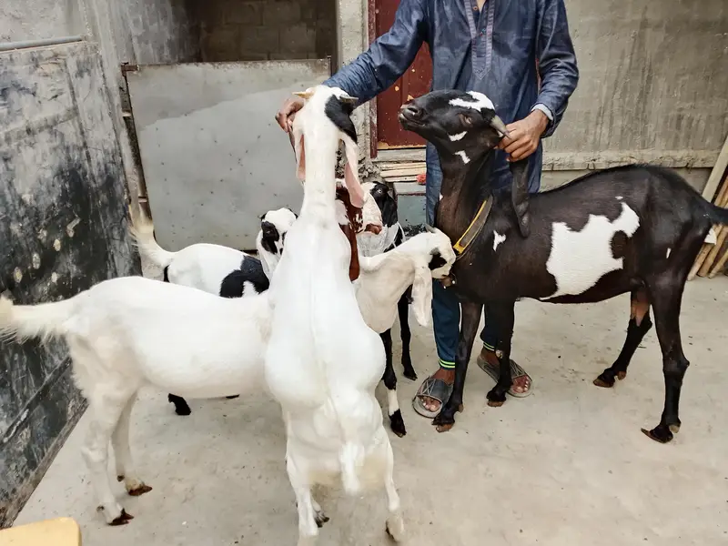 Goats  bakri family puri family bacchon samet goats family goats  — photo 4