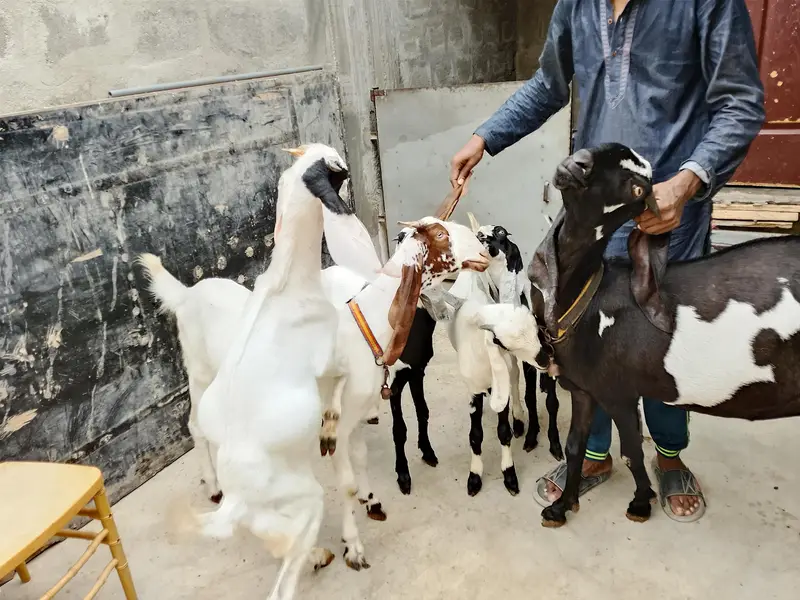 Goats  bakri family puri family bacchon samet goats family goats  — photo 5