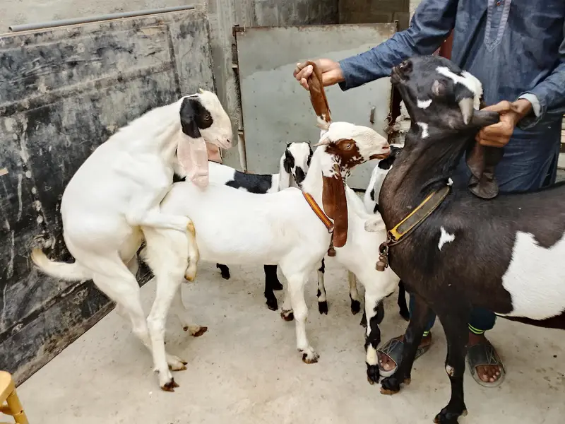 Goats  bakri family puri family bacchon samet goats family goats  — photo 6