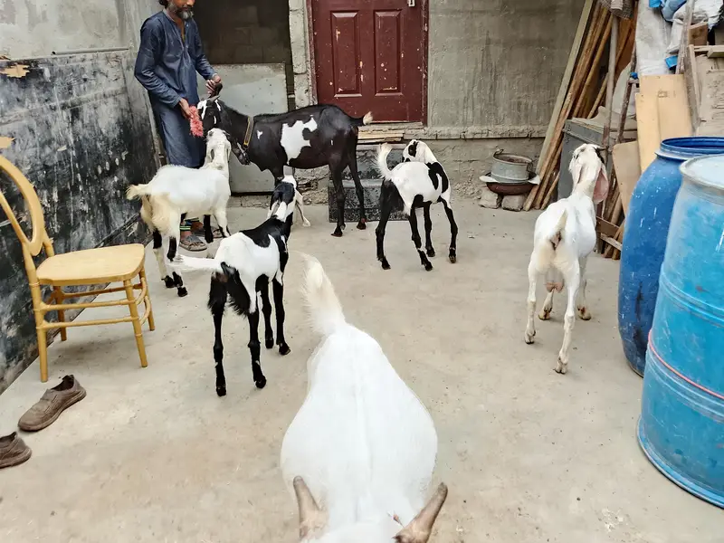 Goats  bakri family puri family bacchon samet goats family goats  — photo 7