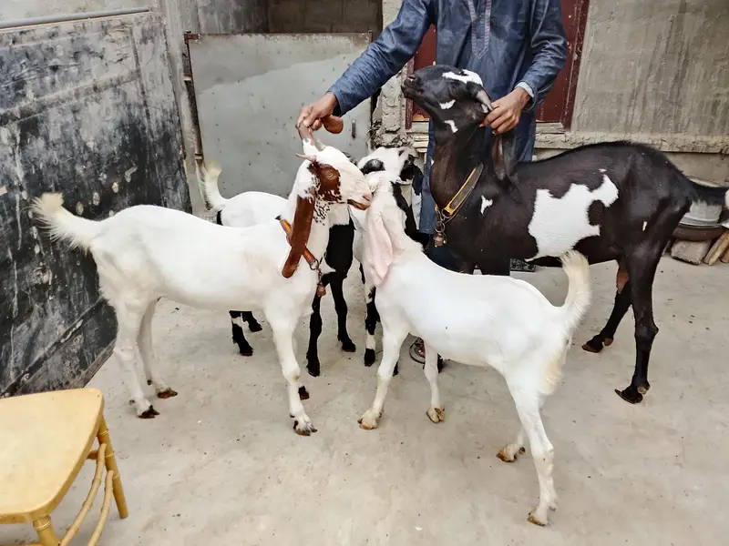 Goats  bakri family puri family bacchon samet goats family goats  — photo 8