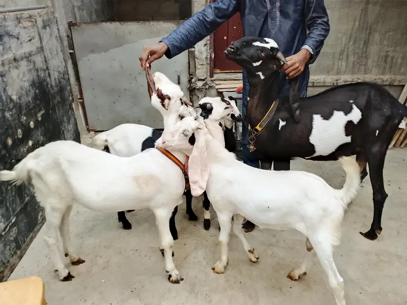 Goats  bakri family puri family bacchon samet goats family goats  — photo 9