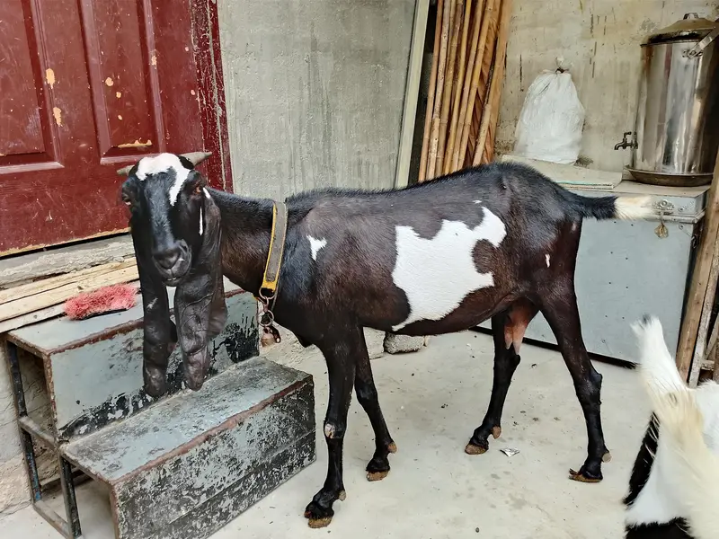 Goats  bakri family puri family bacchon samet goats family goats  — photo 10