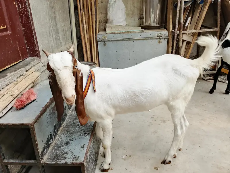 Goats  bakri family puri family bacchon samet goats family goats  — photo 11