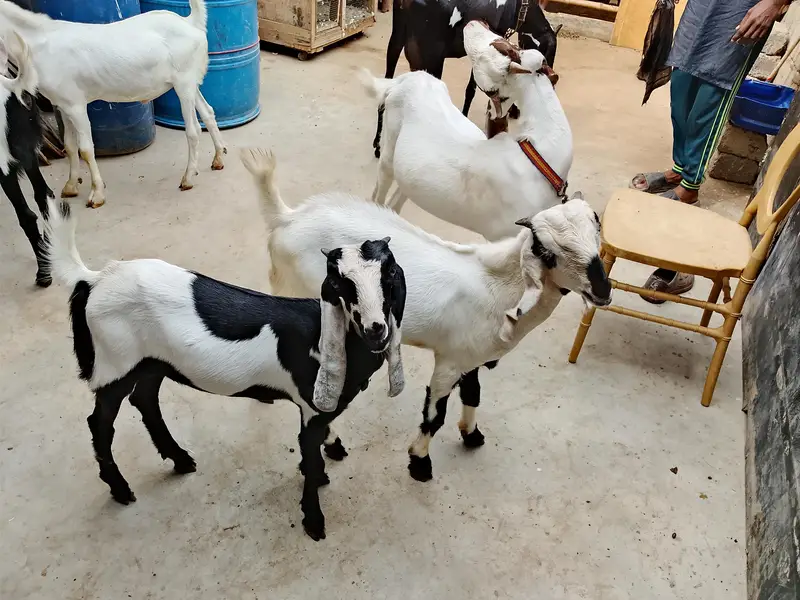 Goats  bakri family puri family bacchon samet goats family goats  — photo 12