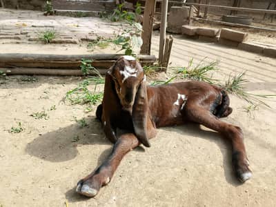 Beetal Goat kid for sale