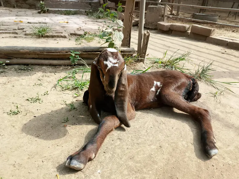 Beetal Goat kid for sale