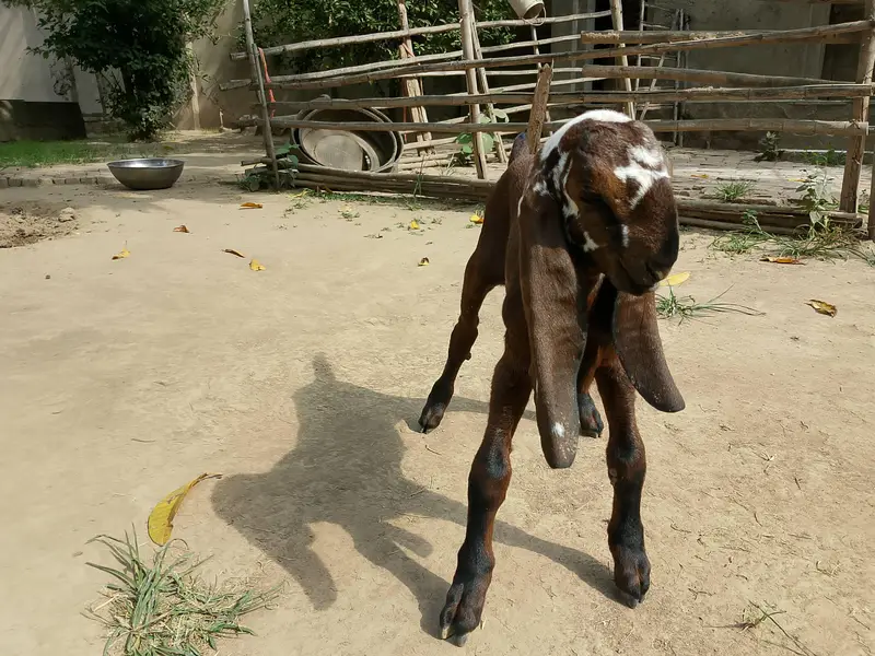 Beetal Goat kid for sale — photo 2