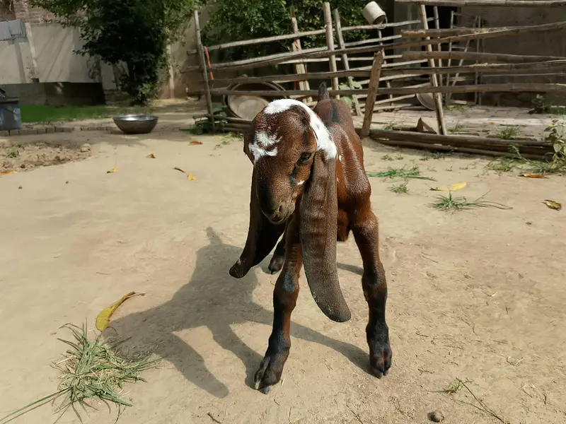 Beetal Goat kid for sale — photo 3