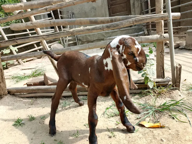 Beetal Goat kid for sale — photo 4
