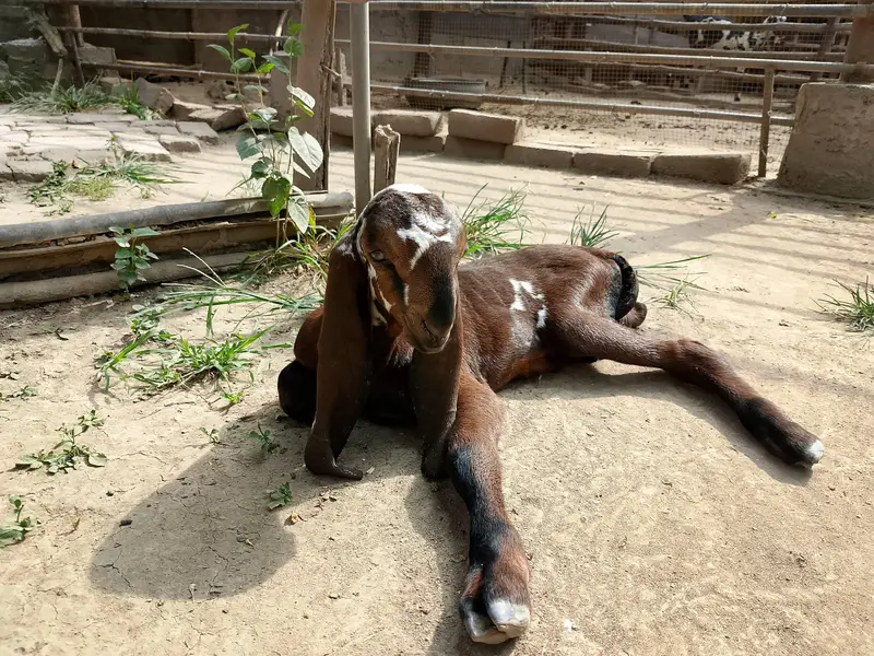 Beetal Goat kid for sale — photo 5