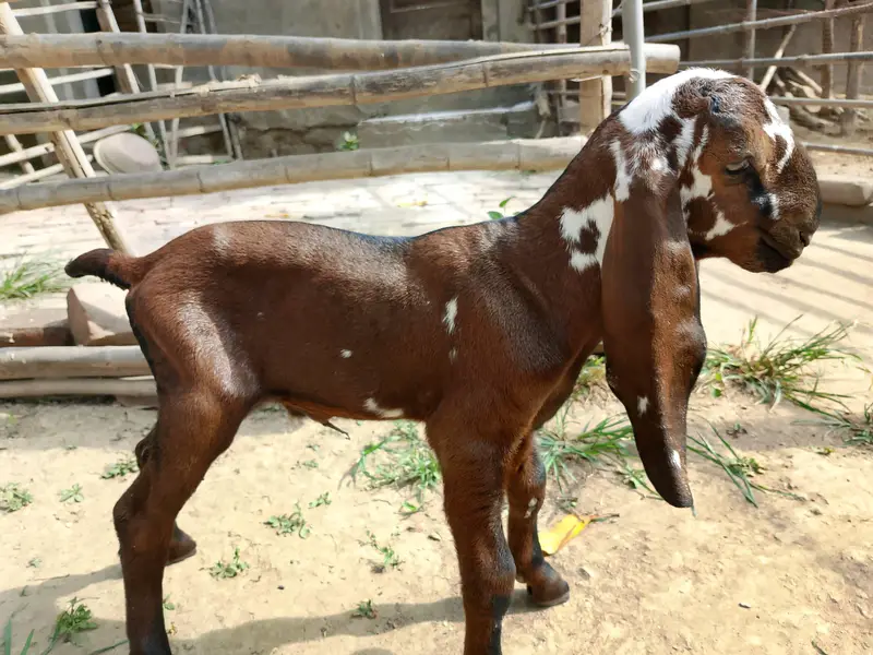 Beetal Goat kid for sale — photo 6