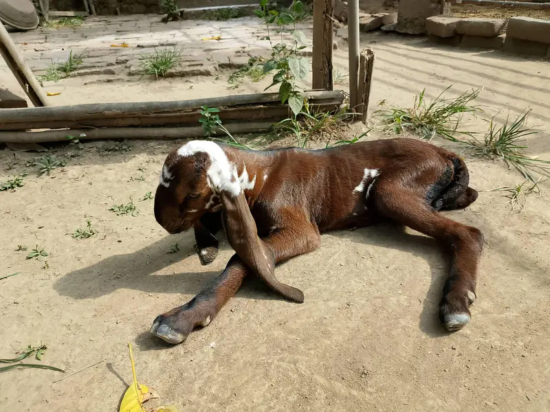 Beetal Goat kid for sale — photo 7