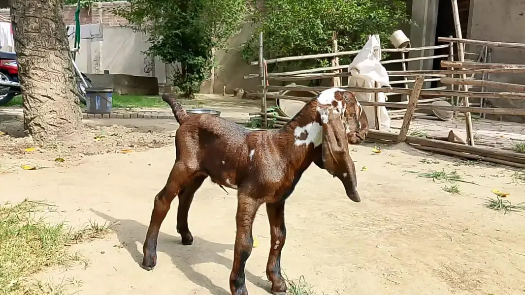 Beetal Goat kid for sale — photo 8