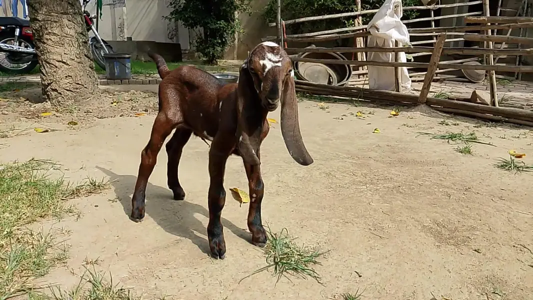 Beetal Goat kid for sale — photo 9