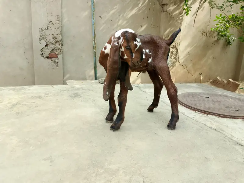 Beetal Goat kid for sale — photo 10
