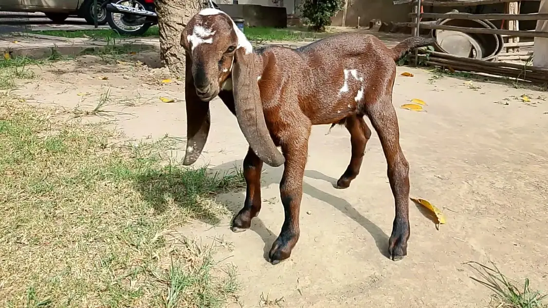 Beetal Goat kid for sale — photo 11