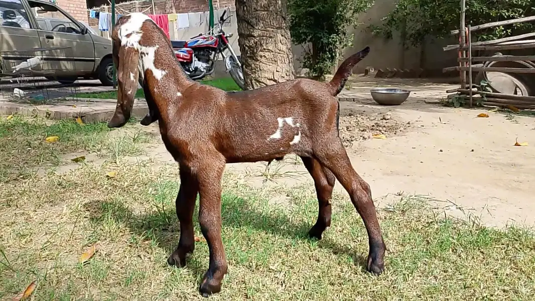 Beetal Goat kid for sale — photo 12