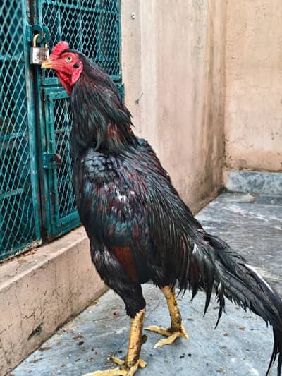 best breeders Aseel Sindhi breed