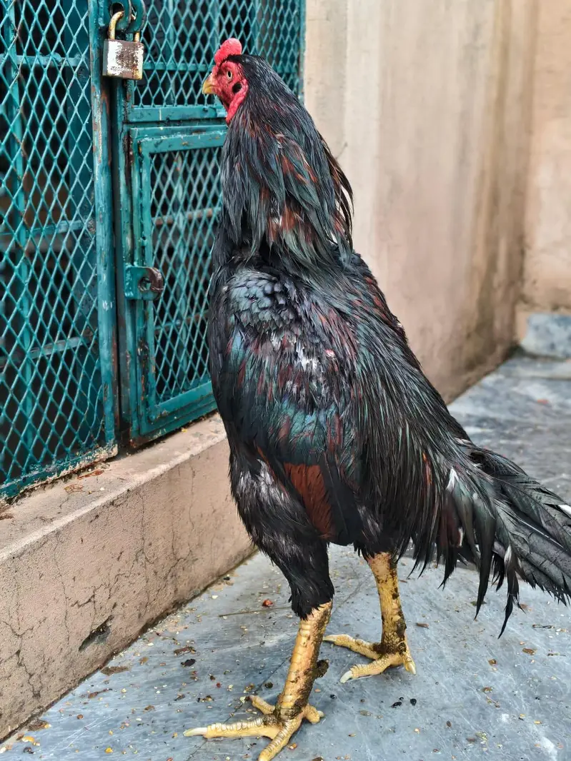 best breeders Aseel Sindhi breed — photo 2