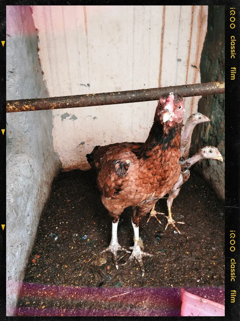 best breeders Aseel Sindhi breed — photo 3