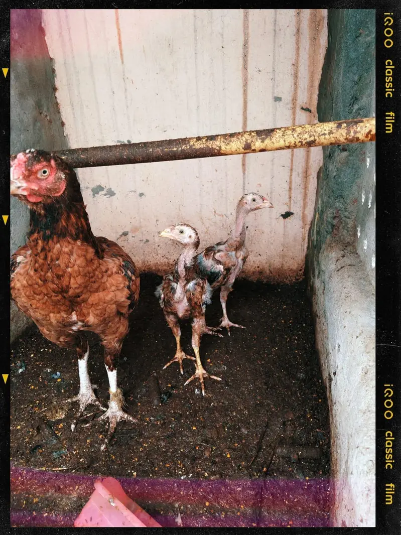 best breeders Aseel Sindhi breed — photo 4